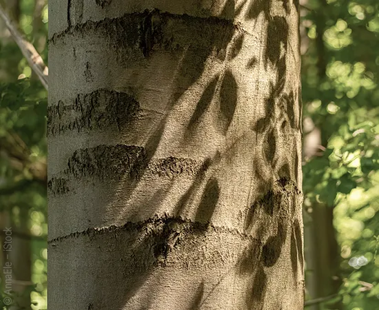 Stamm einer Buche. Die Sonne wirft blattförmige Schatten auf den dunklen Baumstamm